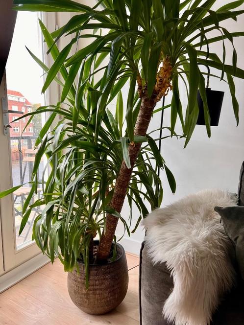 Large Yucca Plant with Decorative Pot – Excellent Condition, Huis en Inrichting, Kamerplanten, Yucca, 150 tot 200 cm, Groene kamerplant