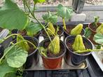 chayote plant in pot, Zomer, Ophalen, Groenteplanten, Eenjarig