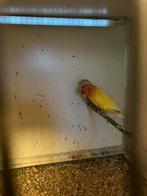 Te koop fischrie, Dieren en Toebehoren, Vogels | Parkieten en Papegaaien, Meerdere dieren, Dwergpapegaai of Agapornis, Geringd