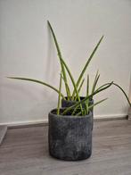 Sanseveria plant + potten, Huis en Inrichting, Kamerplanten, Ophalen, Overige soorten, Minder dan 100 cm