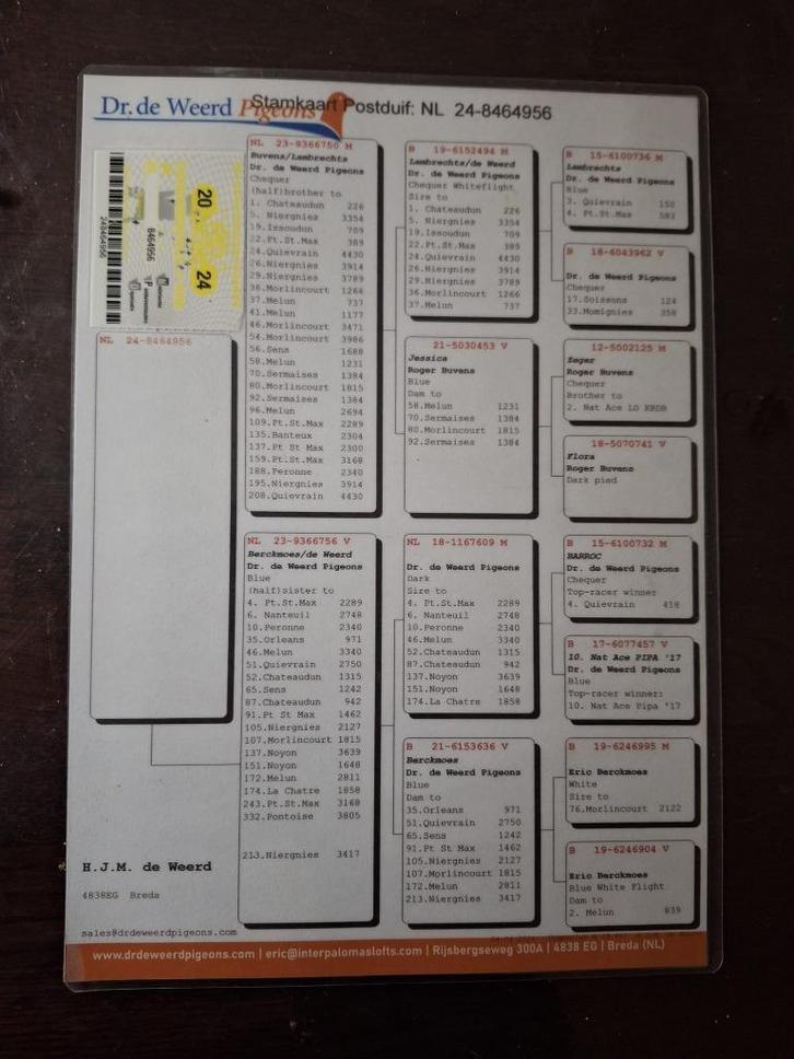 14x postduif duiven kwekers, top afstamming KOOPJE, Dieren en Toebehoren, Vogels | Duiven, Postduif, Geslacht onbekend