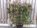 Glansmispel, Photinia ´Red Robin´, Ophalen, Overige soorten, Struik, 100 tot 250 cm