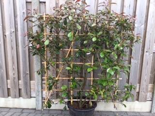 Glansmispel, Photinia ´Red Robin´, Tuin en Terras, Planten | Struiken en Hagen, Struik, Overige soorten, 100 tot 250 cm, Ophalen
