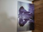 Glas schilderij olifant 120x80 afhalen, Ophalen of Verzenden, Zo goed als nieuw, Schilderij, 100 tot 125 cm