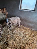 Bonte ram te koop, Dieren en Toebehoren