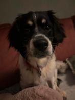 Honden oppas aangeboden, Ophalen of Verzenden, Nieuw