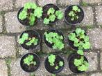 Alchemilla erythropada kleine vrouwenmantel, Ophalen of Verzenden, Zomer, Volle zon
