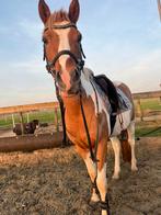 Talentvolle bonte ruin (D pony), Dieren en Toebehoren, Pony's, Ruin, Zadelmak, 3 tot 6 jaar