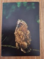 Dieren - Vogel - Ransuil, Verzamelen, Ophalen of Verzenden, Ongelopen, Vogel