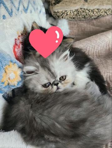 2 prachtige Perzische katten, kunnen alleen samen weg beschikbaar voor biedingen