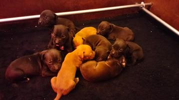 Prachtig nest pitbull terriër pups! beschikbaar voor biedingen