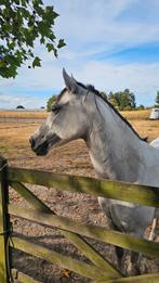 Prachtige lieve C pony, Dieren en Toebehoren, Pony's, Merrie, C pony (1.27m tot 1.37m), Gechipt, 7 tot 10 jaar