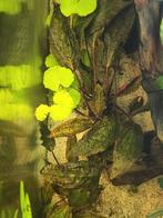 Cryptocoryne nurii rosen maiden, Dieren en Toebehoren, Ophalen of Verzenden, Plant(en), Steen of Hout