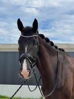 Palermo – 5-jarige zwarte KWPN ruin (1.85m), Dieren en Toebehoren, Paarden, Gechipt, 175 cm of meer, Ruin, Dressuurpaard