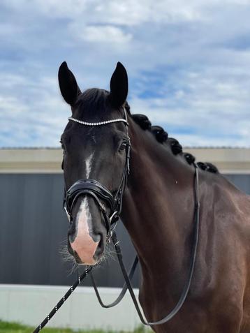Dressuur paard te koop, L niveau beschikbaar voor biedingen