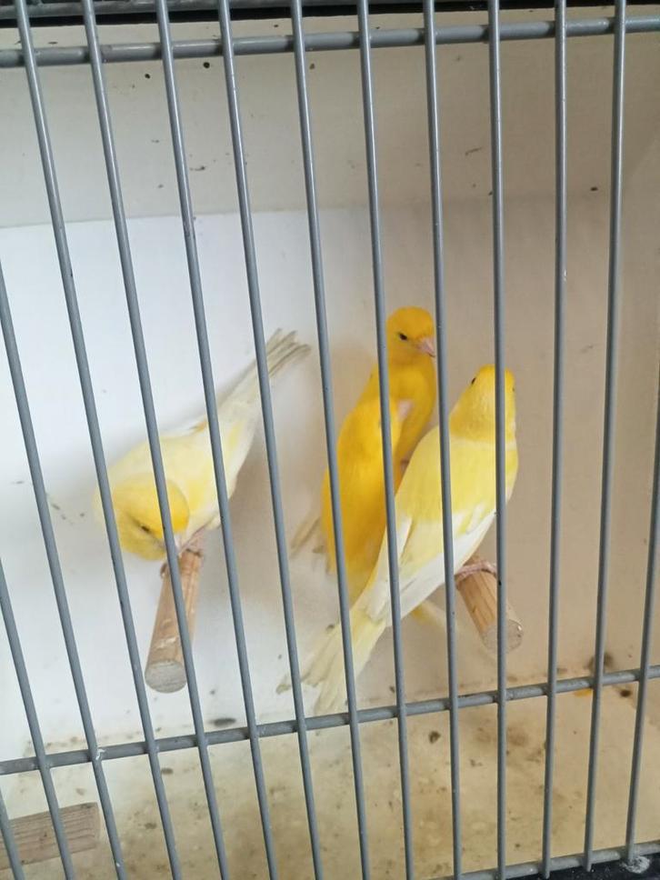 Nog 4 koppels gele kanaries, Dieren en Toebehoren, Vogels | Kanaries, Kleurkanarie, Meerdere dieren