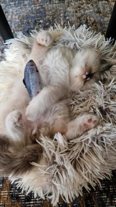 Prachtig kitten neva masquerade/pers x ragdoll, Dieren en Toebehoren, Katten en Kittens | Overige Katten, Meerdere dieren