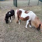 Shetlander merrie met hengstveulen, Dieren en Toebehoren, Pony's, Gechipt, A pony (tot 1.17m), 3 tot 6 jaar, Meerdere dieren