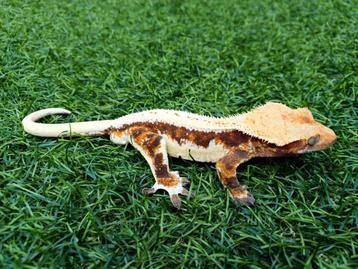1.0 wimpergekko bewezen kweekman tri-color Lilly White 2022 beschikbaar voor biedingen