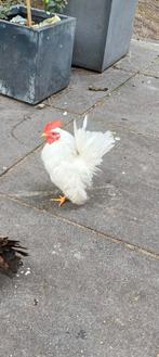Ayam serama Maleisië haan, Dieren en Toebehoren, Pluimvee, Mannelijk, Kip