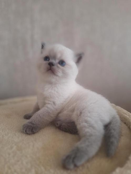 Raszuivere Brits korthaar kittens, Dieren en Toebehoren, Katten en Kittens | Raskatten | Korthaar, Met stamboom, Gechipt
