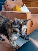 Lief huisje gezocht voor 2 lieve meisjes, Dieren en Toebehoren, Katten en Kittens | Overige Katten, Poes