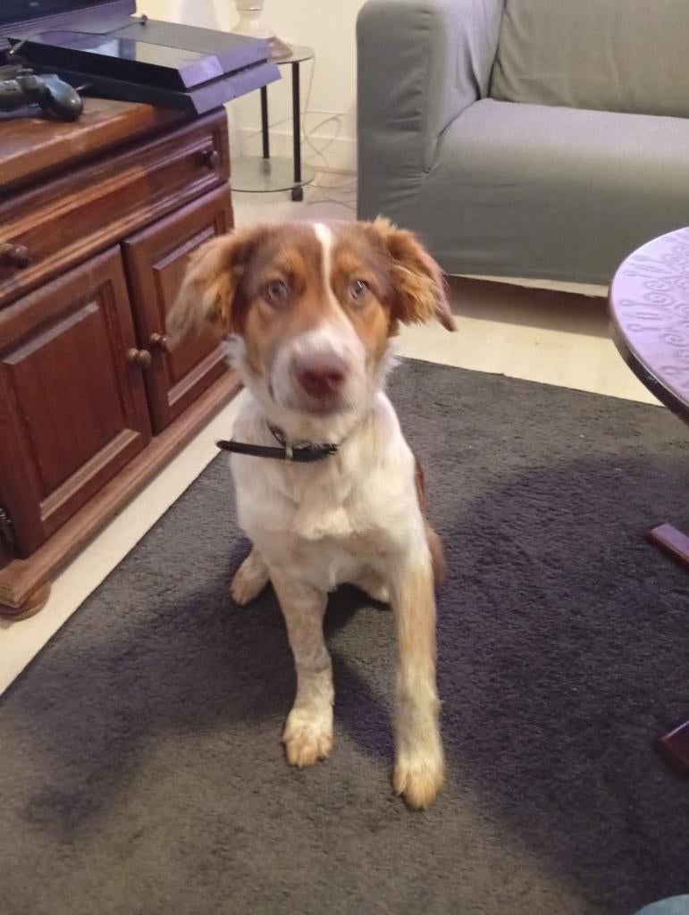 Honden, Overige rassen, 1 tot 2 jaar, Teef, Parvo