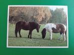 F/ Jac. B. Rieder. Paard. Voor het kind, Verzenden, Gelopen, Paard