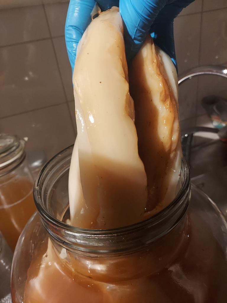 Kombucha scobys en kombucha per liter, Diversen, Ophalen of Verzenden