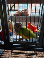 Tamme Bonte Boer papegaai mannelijk, Mannelijk, Papegaai, Pratend