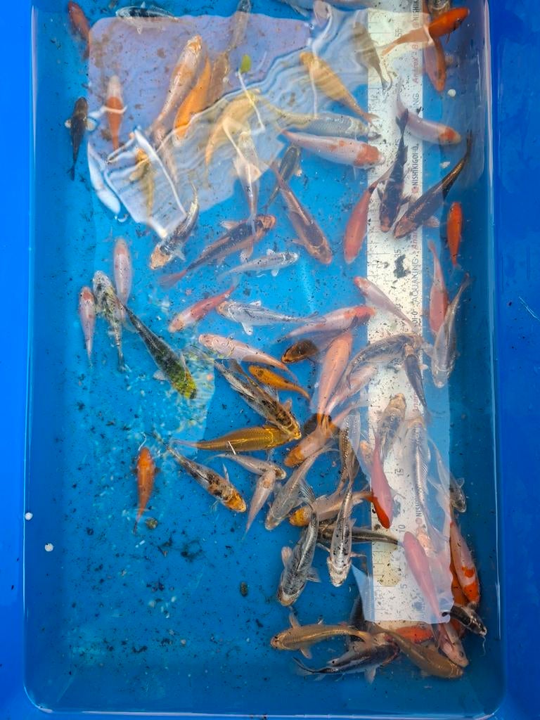 Mooie jonge koi te koop, Dieren en Toebehoren, Karper of Koi