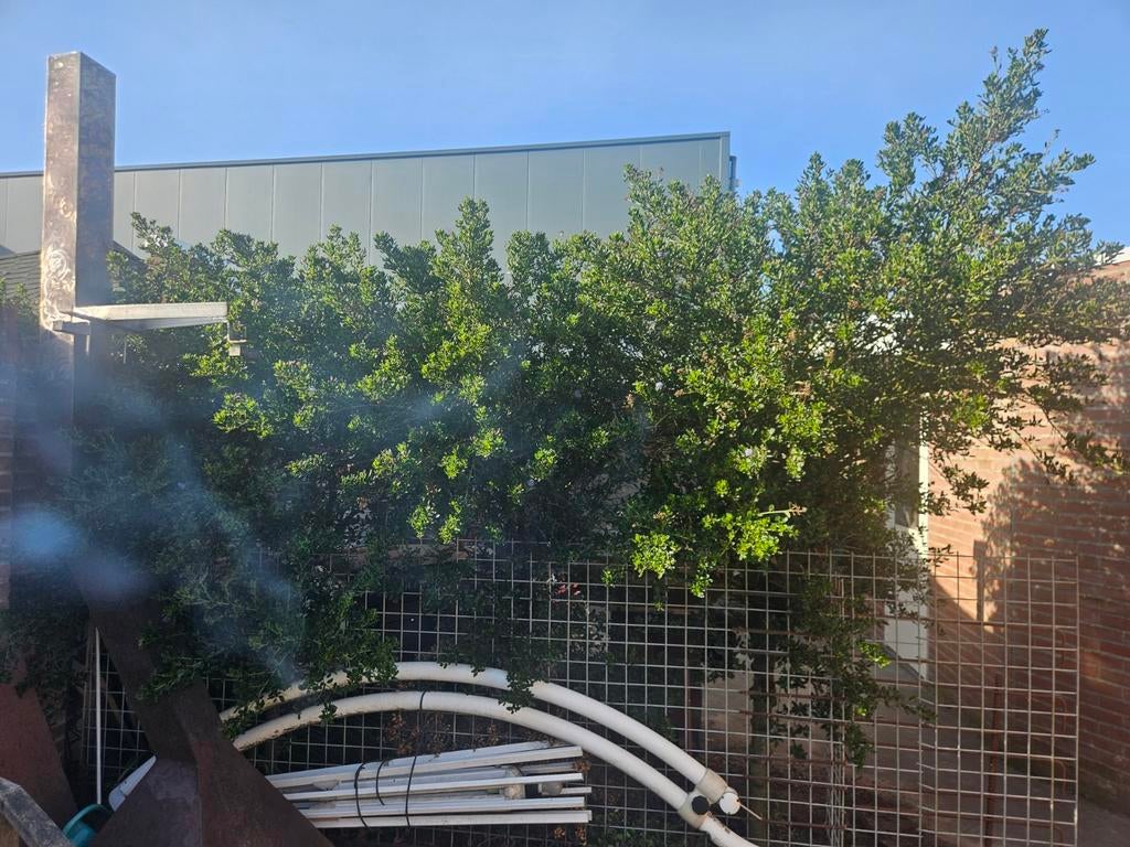 3 bomen, Tuin en Terras, Planten | Bomen, Ophalen