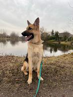 Lieve Duits-Zwitserse Herder reu 9 mnd zoekt nieuw thuis, Dieren en Toebehoren, 15 weken tot 1 jaar, Reu, Parvo, Eén hond