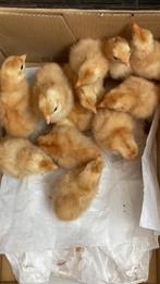 8 Ras echte New Hampshire kriel kuikentjes, Dieren en Toebehoren, Pluimvee, Geslacht onbekend, Kip