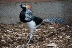 Deskundig advies l Lady Amherst fazant  | prachtige dieren, Meerdere dieren, Overige soorten