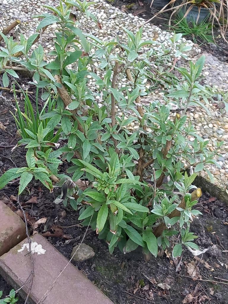 Vlinderstruik -paars-grote struik, Tuin en Terras, Planten | Struiken en Hagen, Ophalen, Vlinderstruik