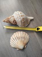 Grote schelpen, Ophalen, Zo goed als nieuw
