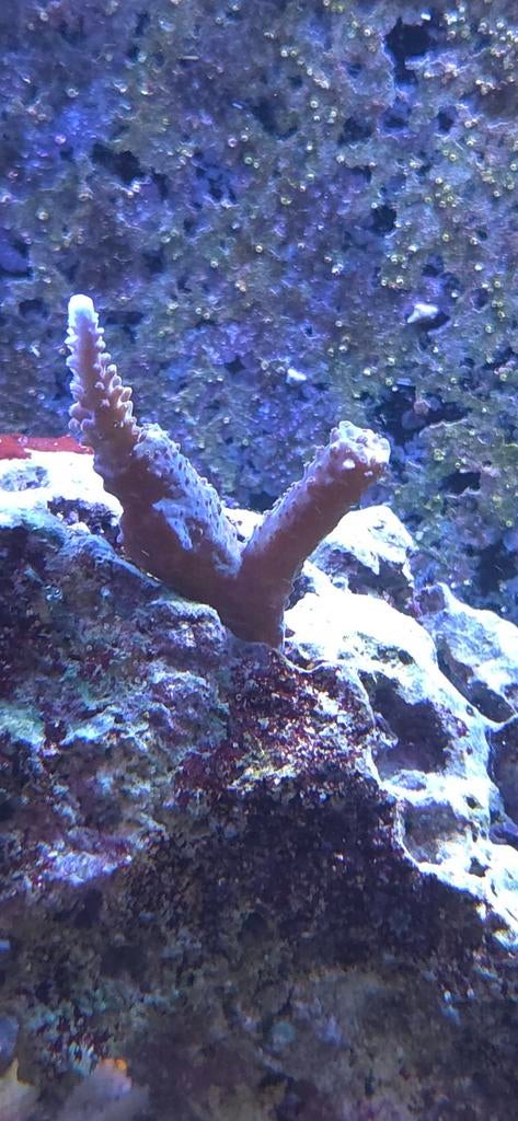 2 koralen tekoop, Dieren en Toebehoren, Vissen | Aquariumvissen, Zoutwatervis