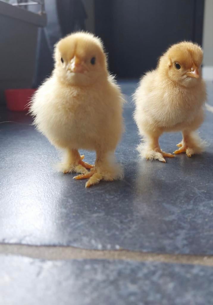 Broedeieren van Cochin kriel buff / buff of grijs / buff, Dieren en Toebehoren, Pluimvee, Geslacht onbekend, Kip