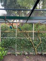 Roodkuif toerako, Mannelijk, Tropenvogel, Geringd