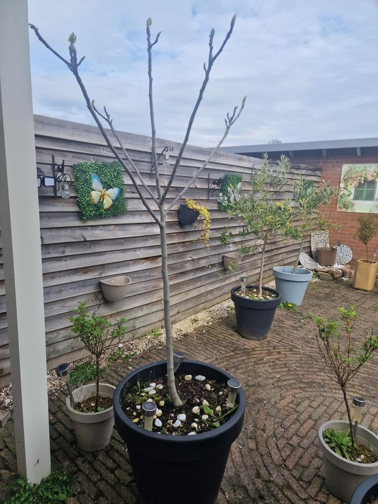 Vijgenbomen, Olijfbomen, Rozenstruiken & Hortensia's in pot, Volle zon, Vaste plant, Zomer, Ophalen