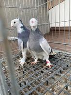 Super gok ala, Dieren en Toebehoren, Meerdere dieren, Postduif