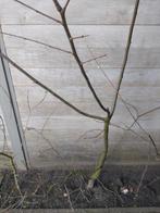 Tamme Kastanje Boom - 230 cm hoog, Ophalen, Overige soorten, 100 tot 250 cm