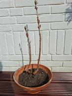 Bonsai dubbele kastanje, Bloeit niet, Overige soorten, Minder dan 100 cm, Ophalen