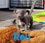 Zeer mooie Jack Russel pups 1 teefje en 3 Reutjes., Parvo, Jack Russell Terriër, 8 tot 15 weken, Meerdere