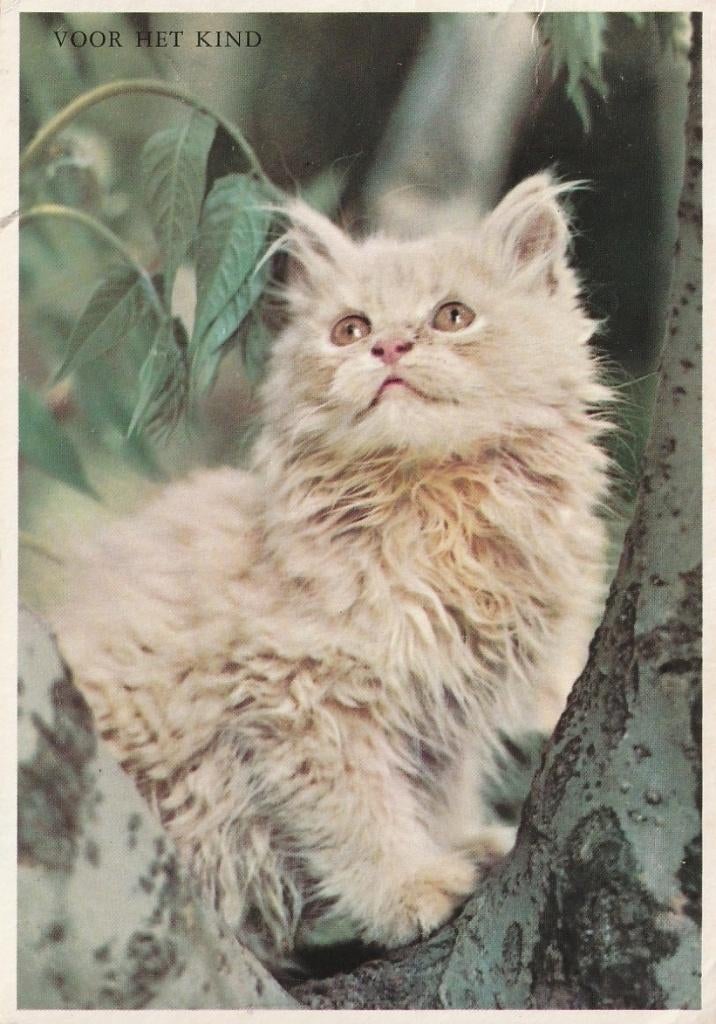 POES VOOR HET KIND JAREN 60 ZEER MOOIE OUDE KAART Kl592, Verzenden, 1960 tot 1980, Gelopen, Overige thema's