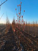 Magnolia 'Heaven 'Scent' 🌺 (beverboom), Ophalen, Lente, Volle zon, Overige soorten