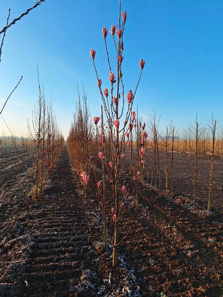 Magnolia 'Heaven 'Scent' 🌺 (beverboom), Tuin en Terras, Planten | Bomen, Overige soorten, Volle zon, Lente, Ophalen
