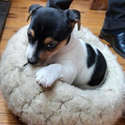 Superlief Jack Russell puppy teefje, Dieren en Toebehoren, Honden | Jack Russells en Terriërs, Teef, Jack Russell Terriër, Particulier
