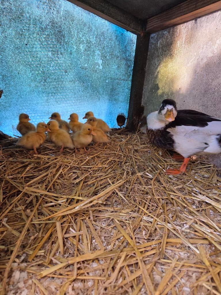 Bonte kwaker pulletjes, Dieren en Toebehoren, Meerdere dieren, Eend